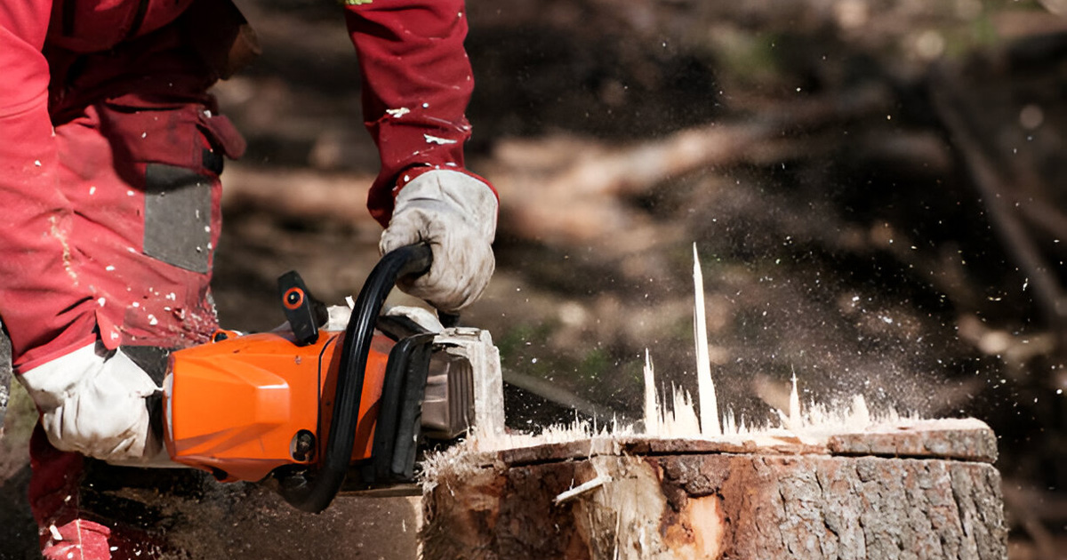 importance of tree service near me importance of tree service near me