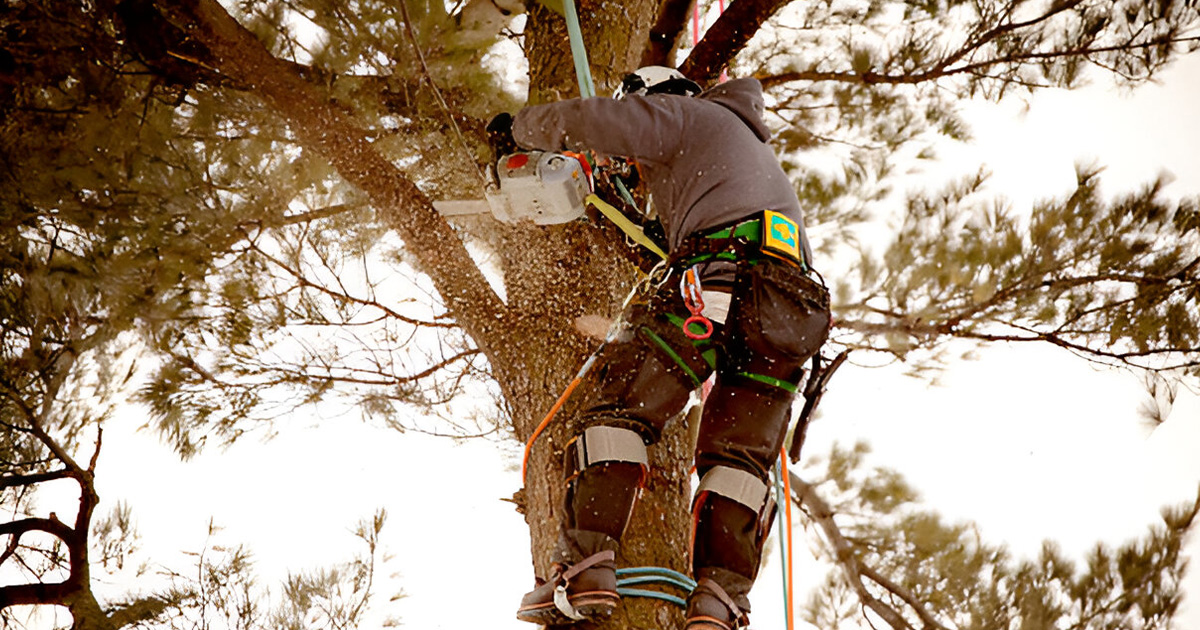 tree trimming vca near me