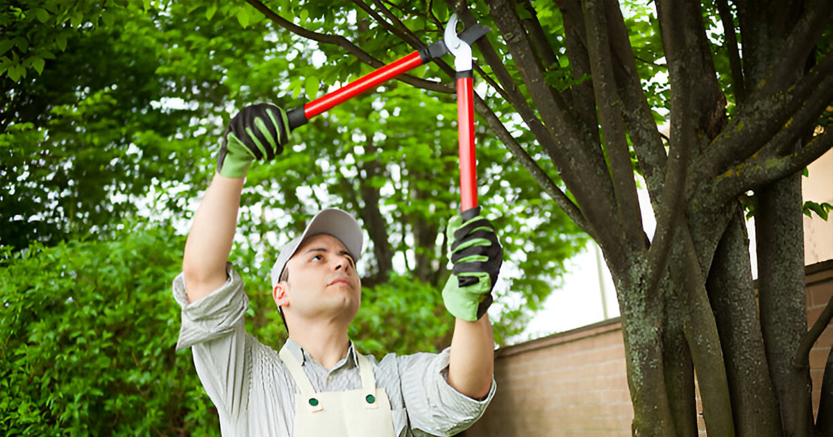 valdosta ga tree trimming vca