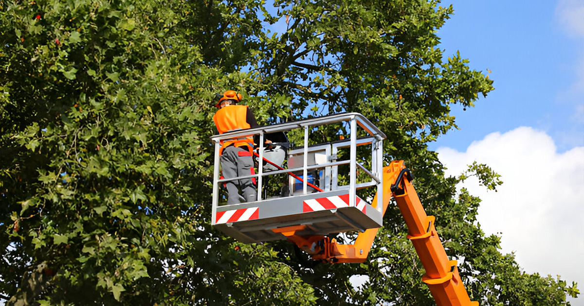 top teir tree service