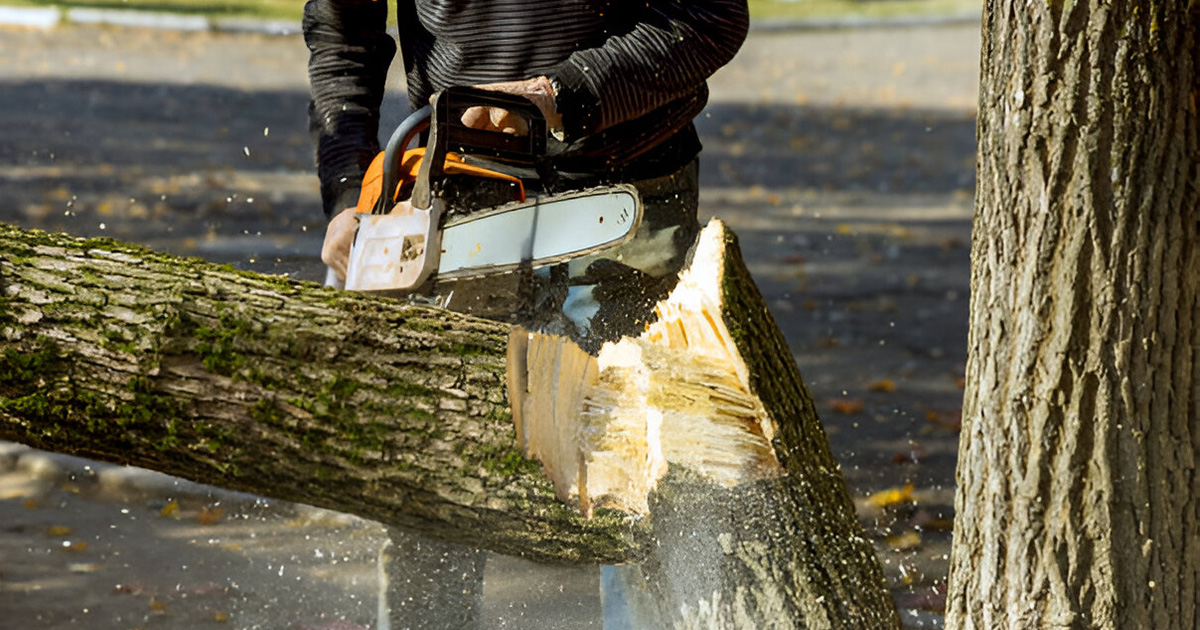 Tree Removal Services in Valdosta GA