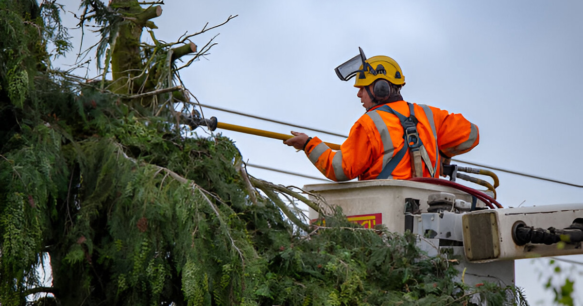 professional tree removal cost