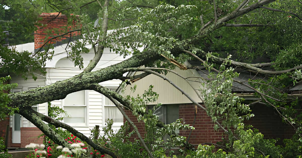 tree removal and insurance coverage experts near me