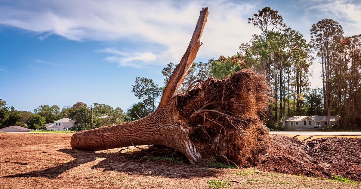 tree removal and insurance coverage near you