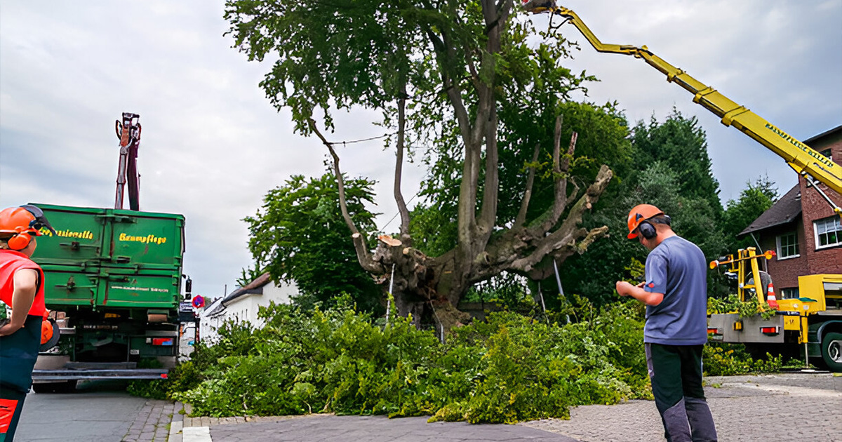 tree cutting service valdosta