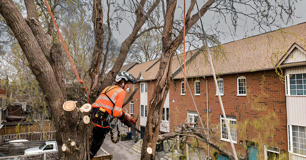 top rated tree cutting service