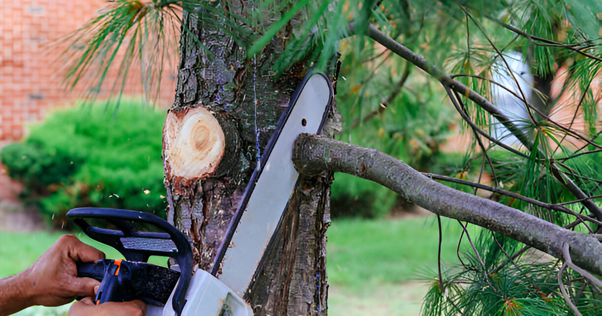 tree trimming company near me