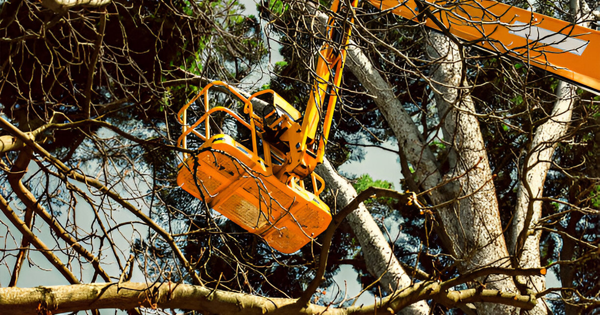 tree service valdosta ga