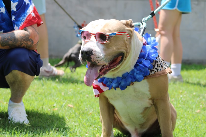 Patriotic Pet