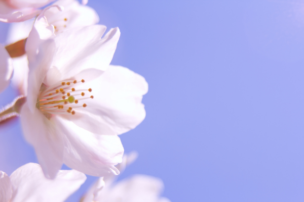 Spring Flowers