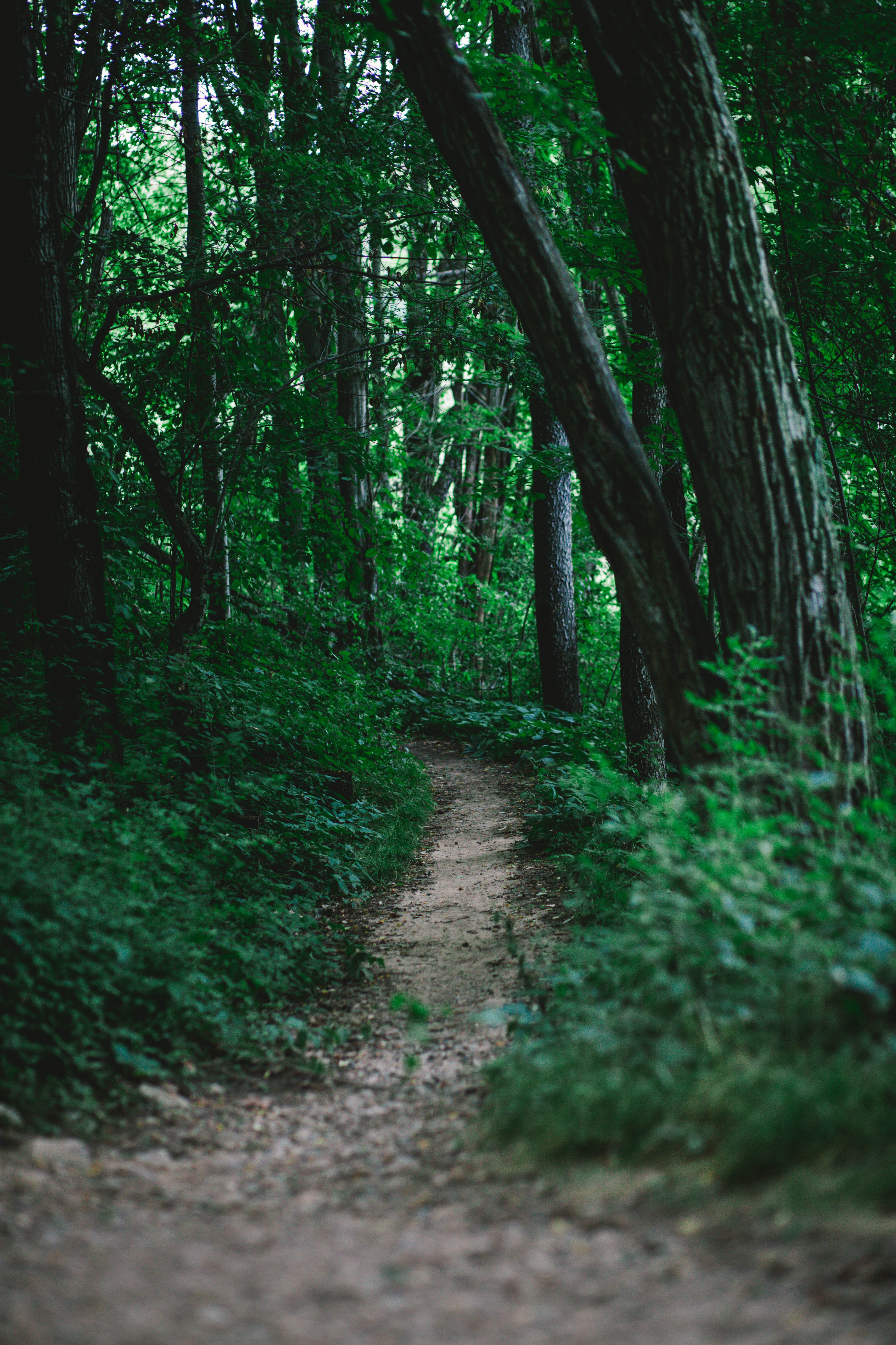 Pine Barrens Hiking Trails