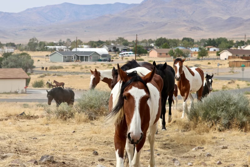 Horse Herd Horse Herd