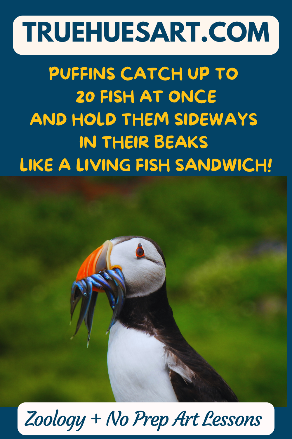 puffin, art project for kids, zoology homeschool puffin, art project for kids, zoology homeschool