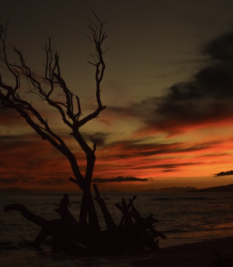 Stark contrast of burned tree and stunning sunset.