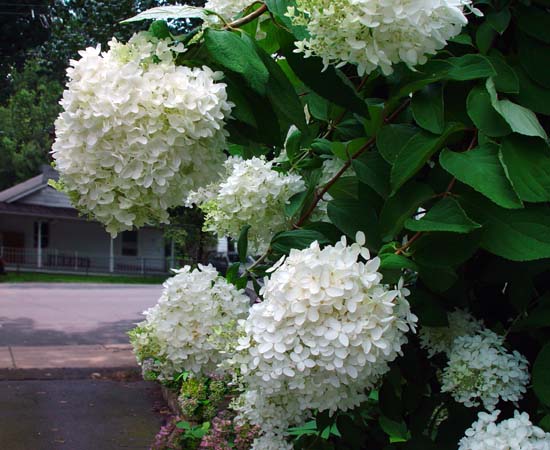 HYDRANGEAS- WHEN TO PRUNE?