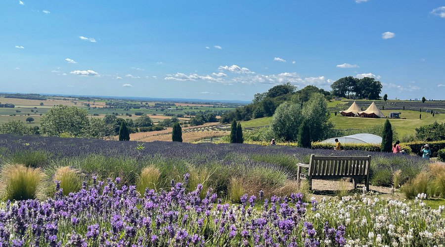Lavender