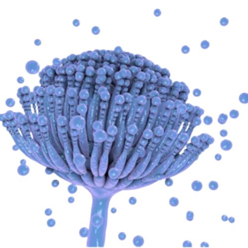D illustration of Aspergillus mould releasing harmful mycotoxins. D illustration of Aspergillus mould releasing harmful mycotoxins.