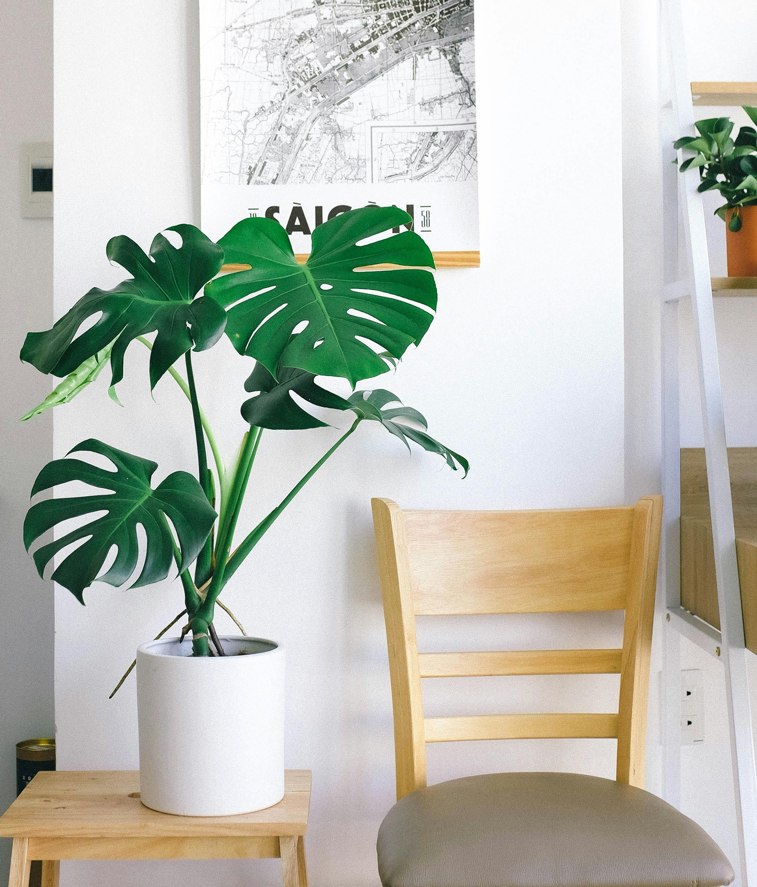 Houseplant in a white pot on a wooden stool beside a light wooden chair, in a bright modern living room.