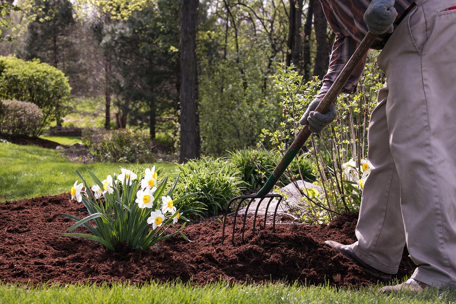Gardener spreading mulch around flowering plants