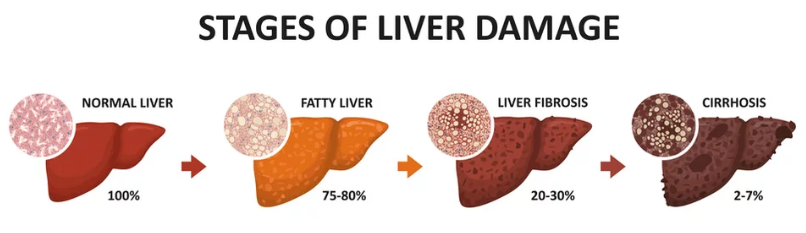 liver