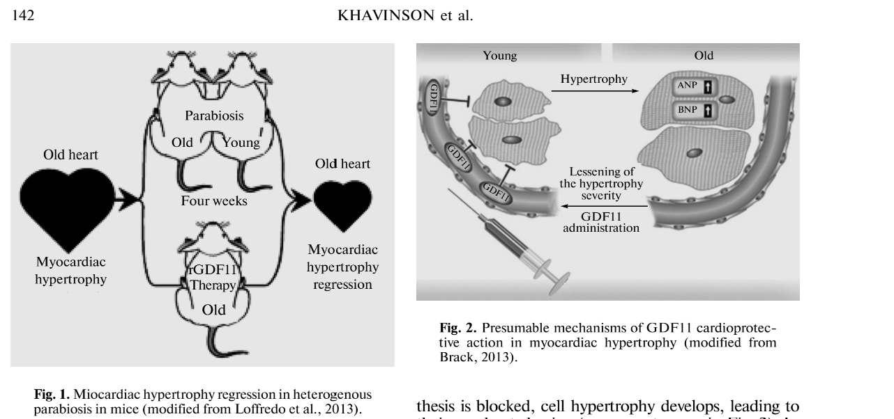 gdf11 reverses cardiac hypertrophy