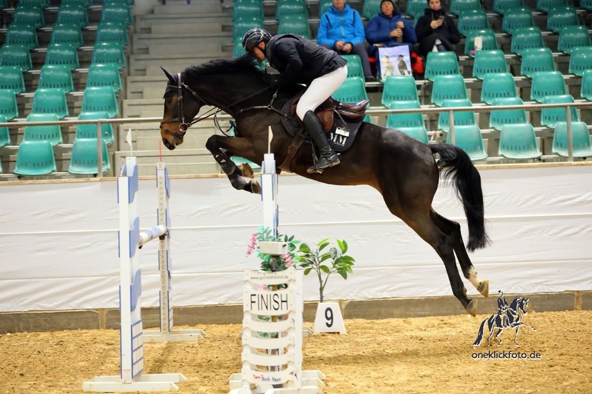 Fokus wieder vermehrt auf die Ausbildung unserer jungen Pferde