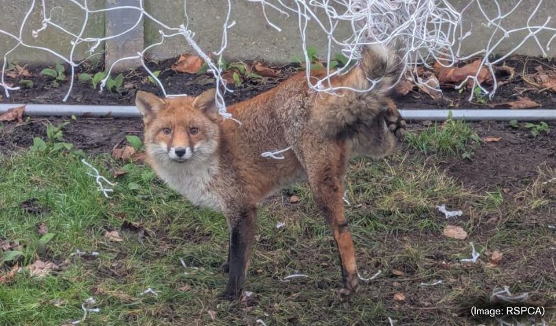 Animals caught in nets