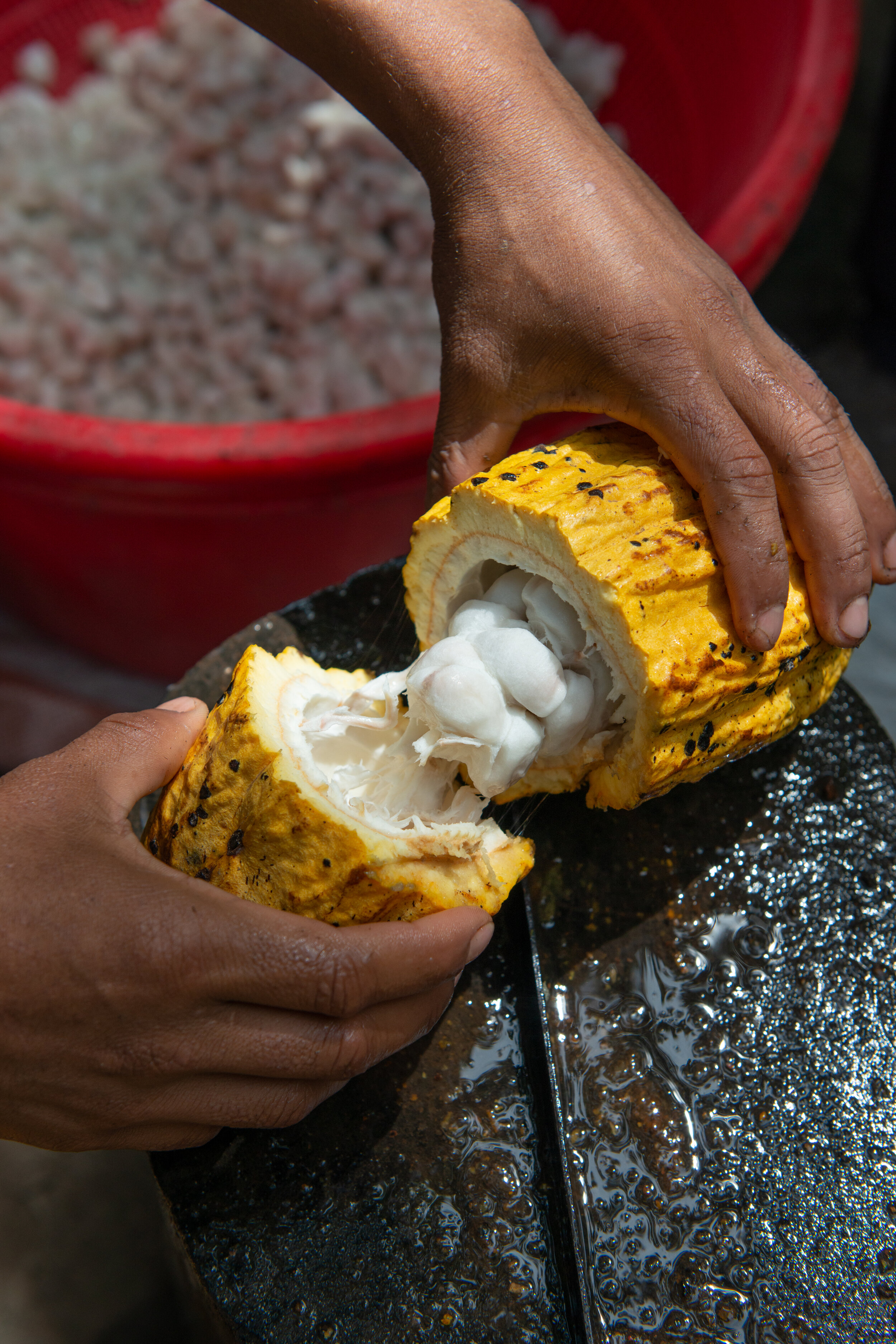 Cacao pod being opened