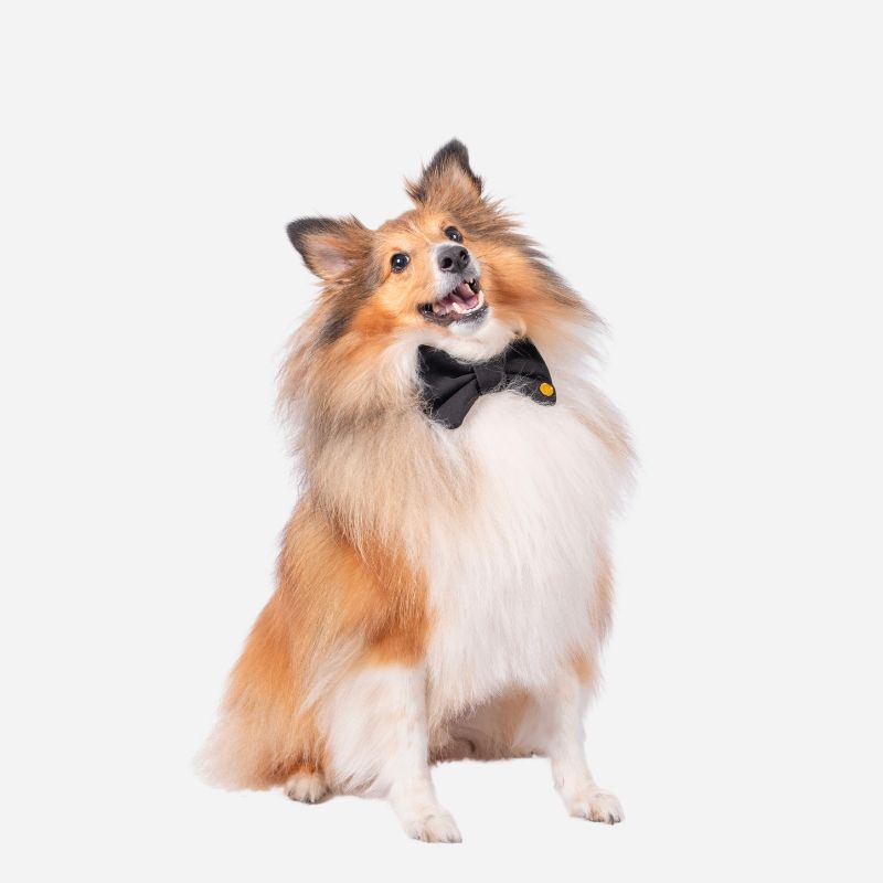 Perro de pelo largo usando un corbatín de tela negro de la Colección Corbatines de Tela de Woof Bag sobre fondo claro.