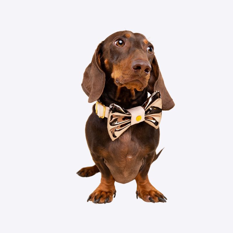 Perro dachshund café usando un corbatín brillante dorado y negro de la Colección Corbatines Brillantes de Woof Bag sobre fondo claro.
