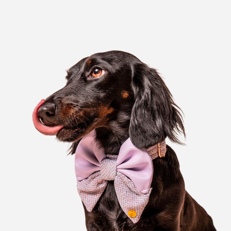 Perro dachshund negro con un lazo estilo marinero lila de la Colección Lazos Estilo Marinero de Woof Bag sobre fondo claro.