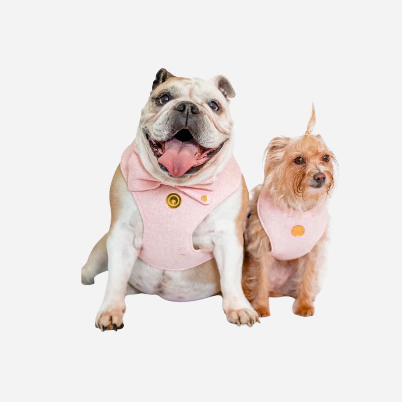 Dos perros usando conjuntos elegantes rosados de la Colección Conjuntos Elegantes de Woof Bag sobre fondo claro.