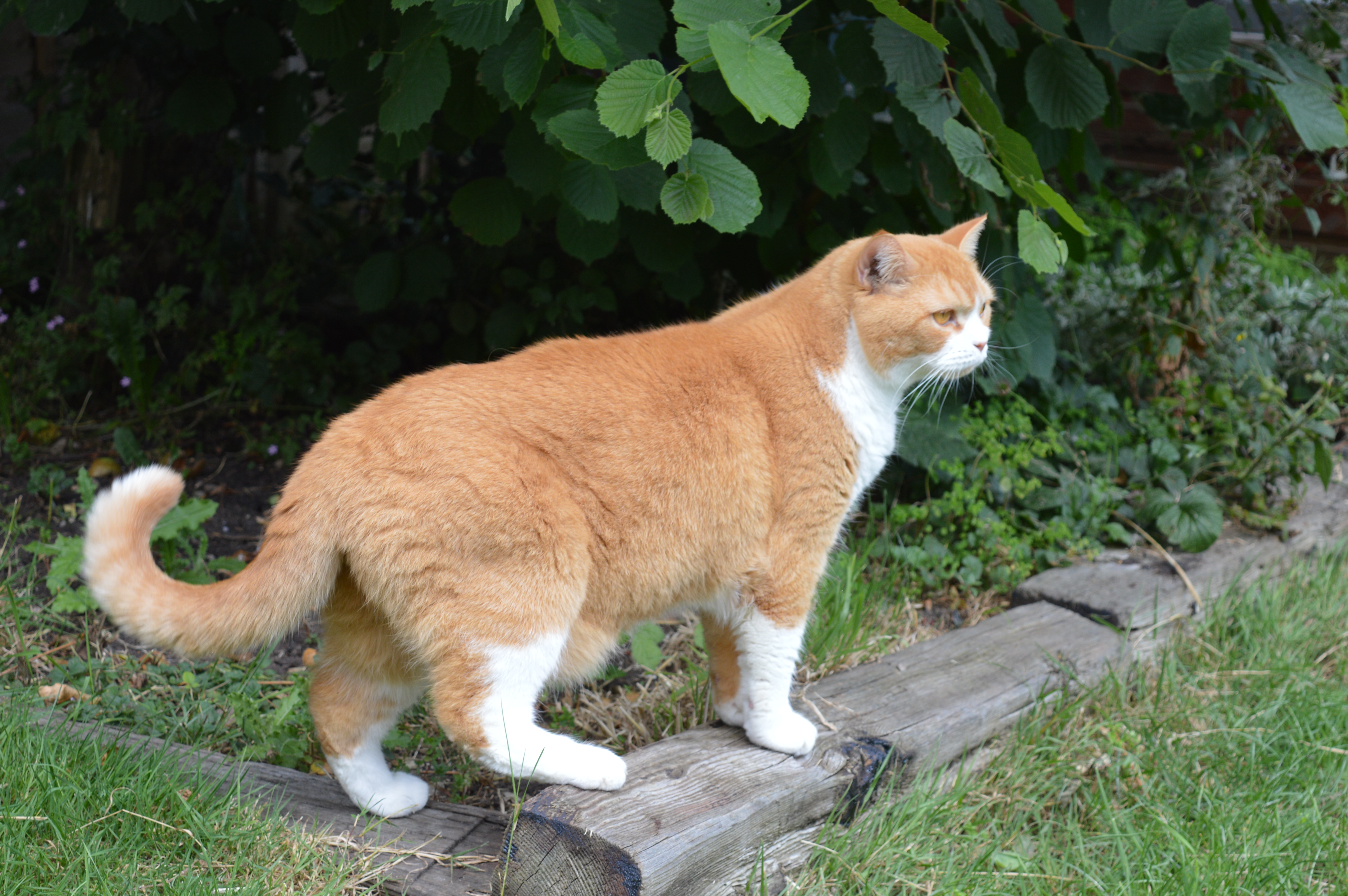 Cat exploring outdoors Cat exploring outdoors