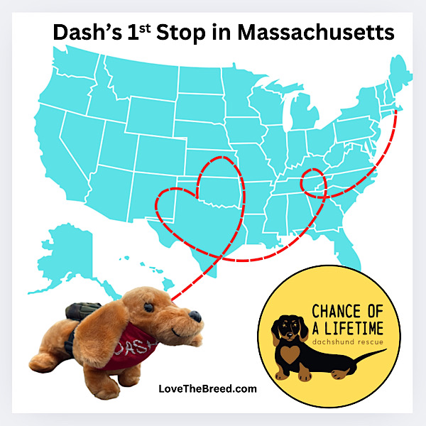 Dash’s 1st Stop - Massachusetts-Chance of a Lifetime Dachshund Rescue
