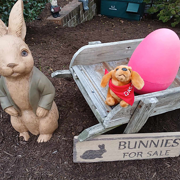 Dash Bunny Dash Bunny