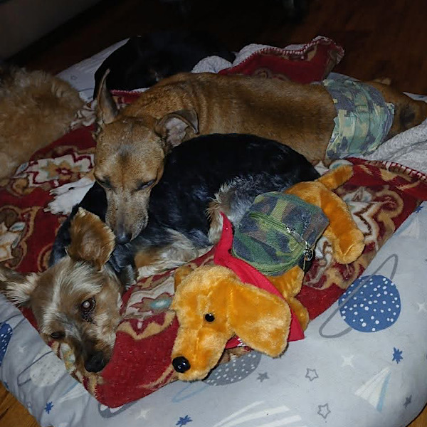 Dash with pack Dash with pack