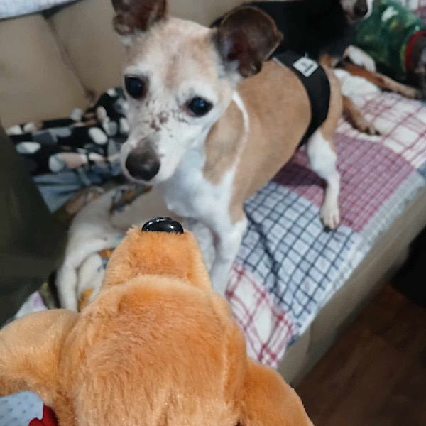 Dash and Howard Dash and Howard