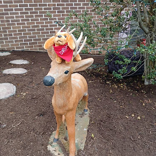 Dash on Deer Dash on Deer