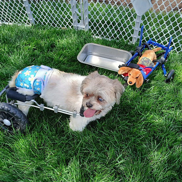 Dash on Wheels Dash on Wheels
