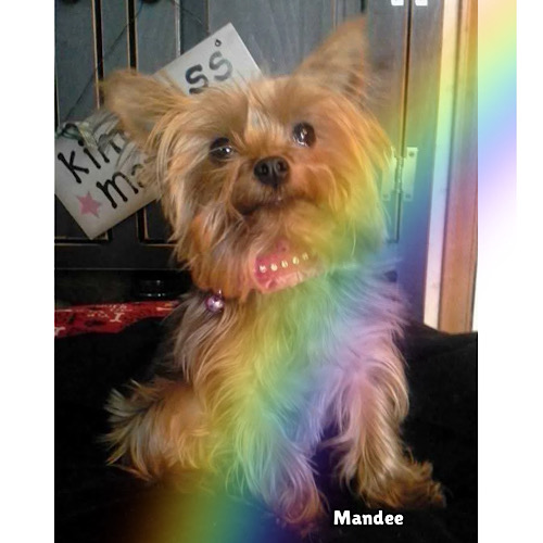 Dash and Mandee Dash and Mandee