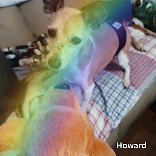 Dash Howard Rainbow Dash Howard Rainbow