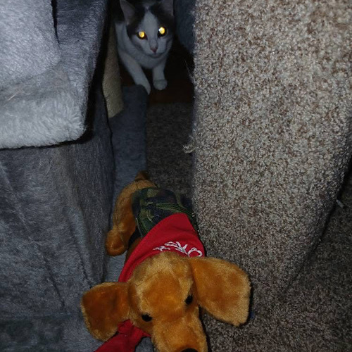 Dash cat Dash cat