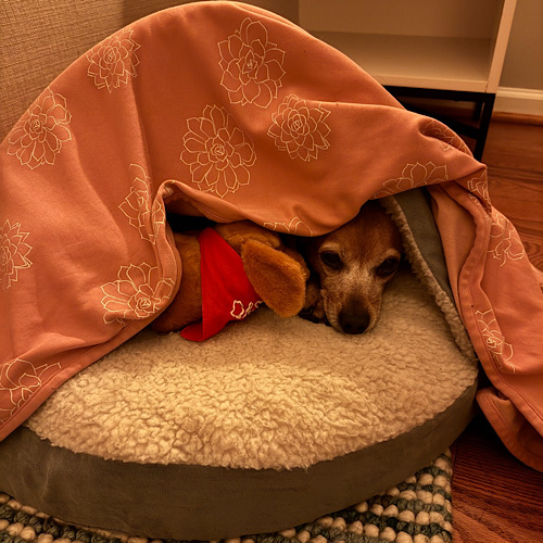 Tessa and Dash Cave Bed