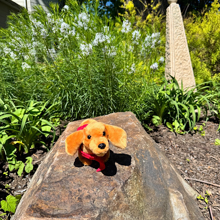 garden 1