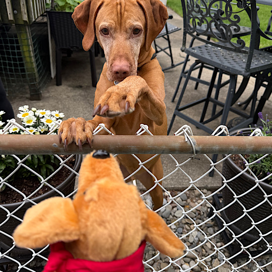 Finn on Fence Finn on Fence