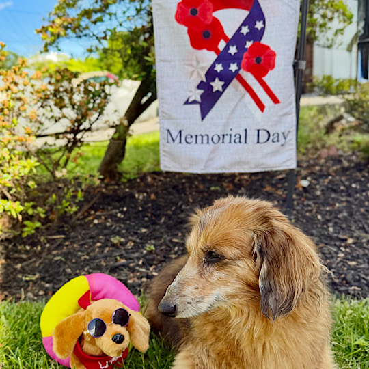 Milo and Dash Memorial Day Milo and Dash Memorial Day