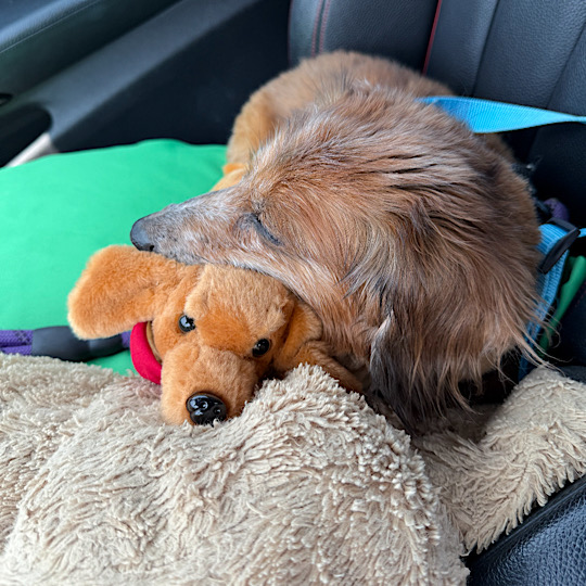 Milo loves Dash Milo loves Dash
