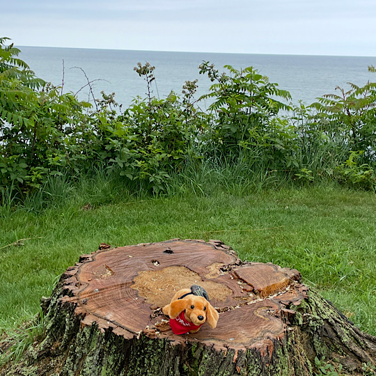Dash Camping 2 Dash Camping 2