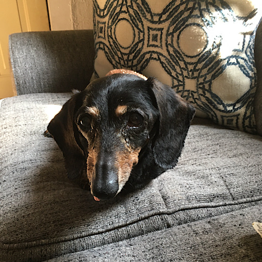 Penny Penny