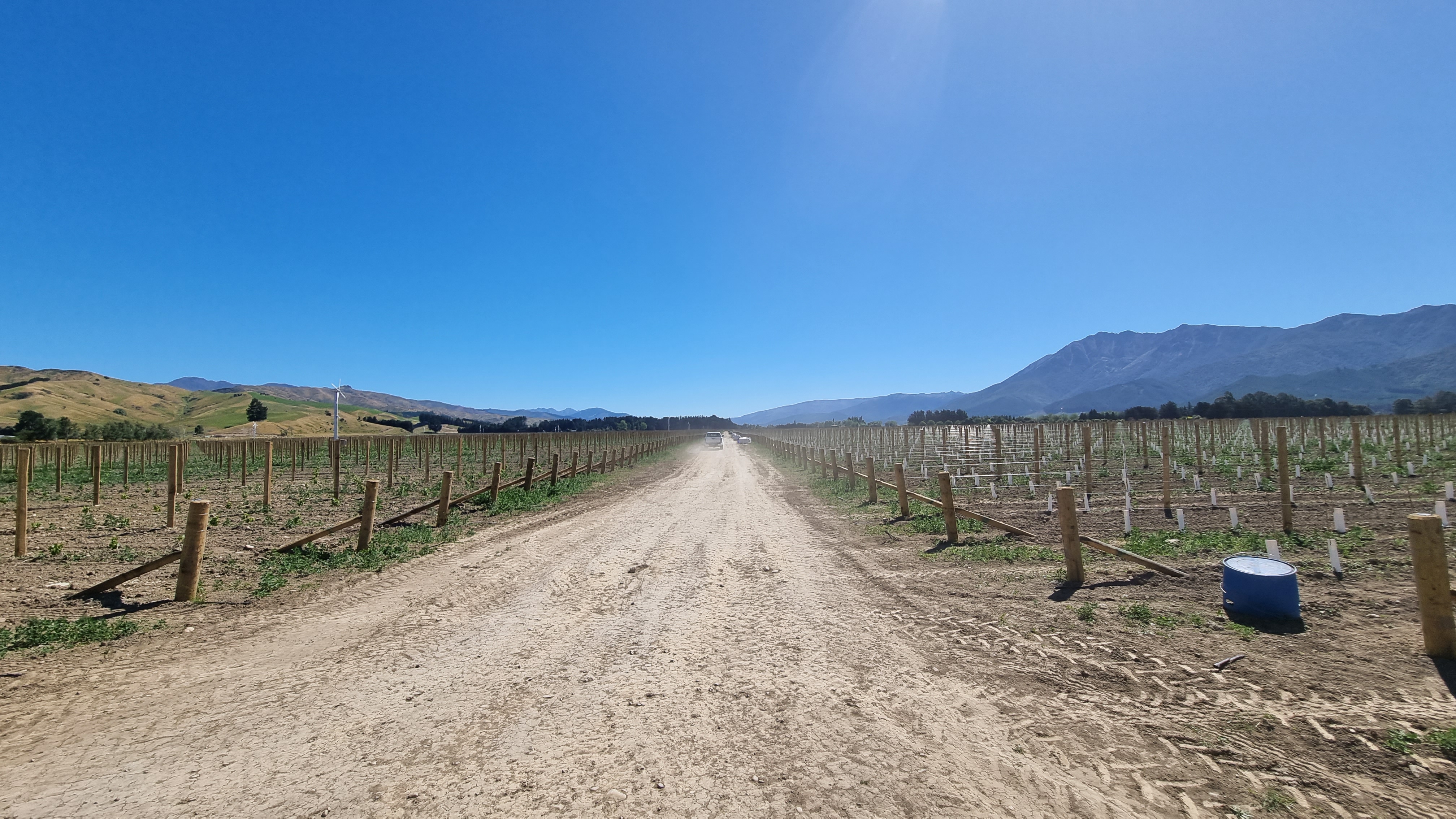 The newly established vineyard The newly established vineyard